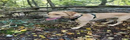 Labrador Retriever dogs for sale: Beautiful Labrador Girl - Advert 2