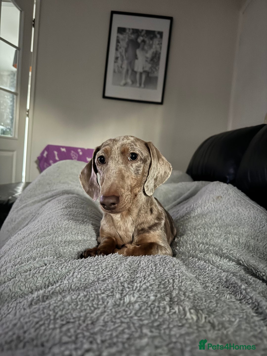 Miniature Dachshund dogs for sale: Isabella and tan boy  - Advert 2