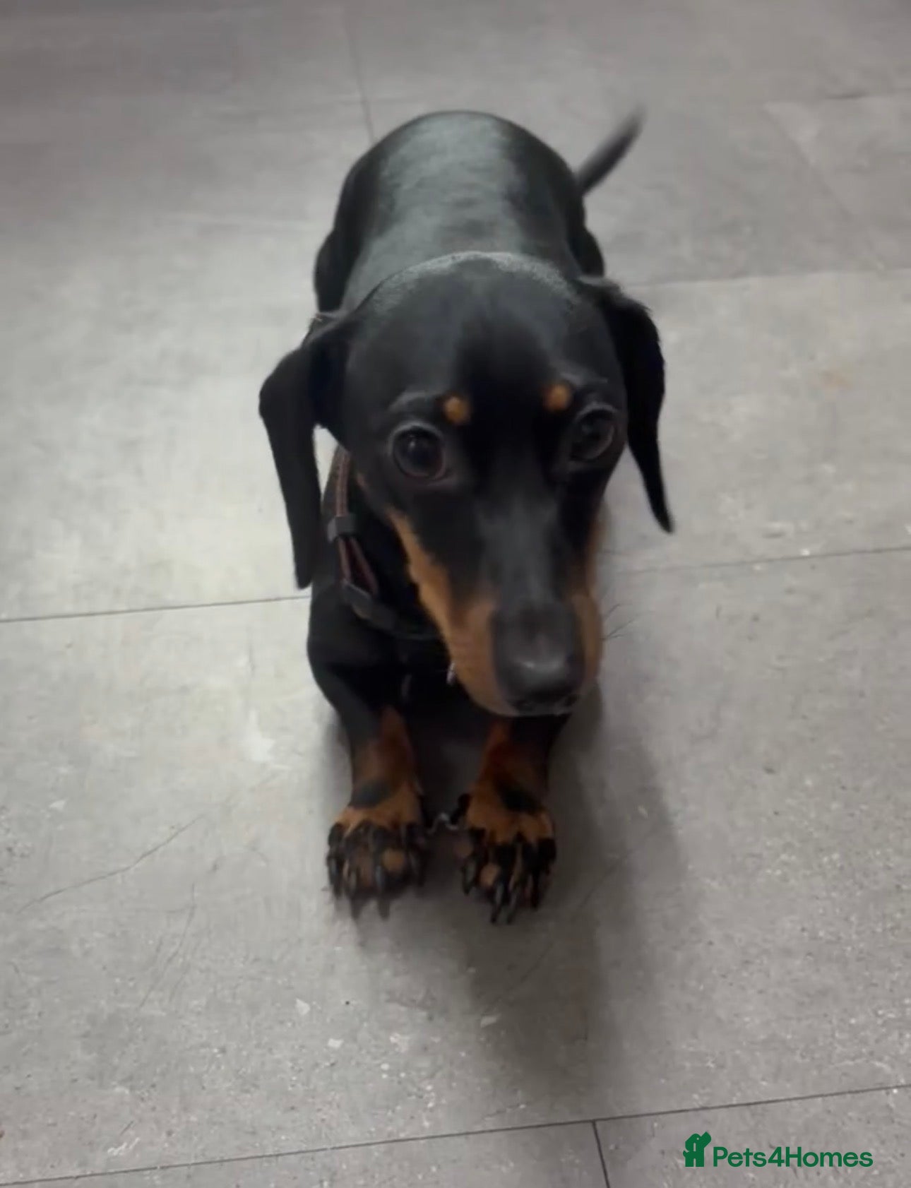 Jackshund dogs Beautiful 4.5 year old Dachshund x Jack - Advert 5