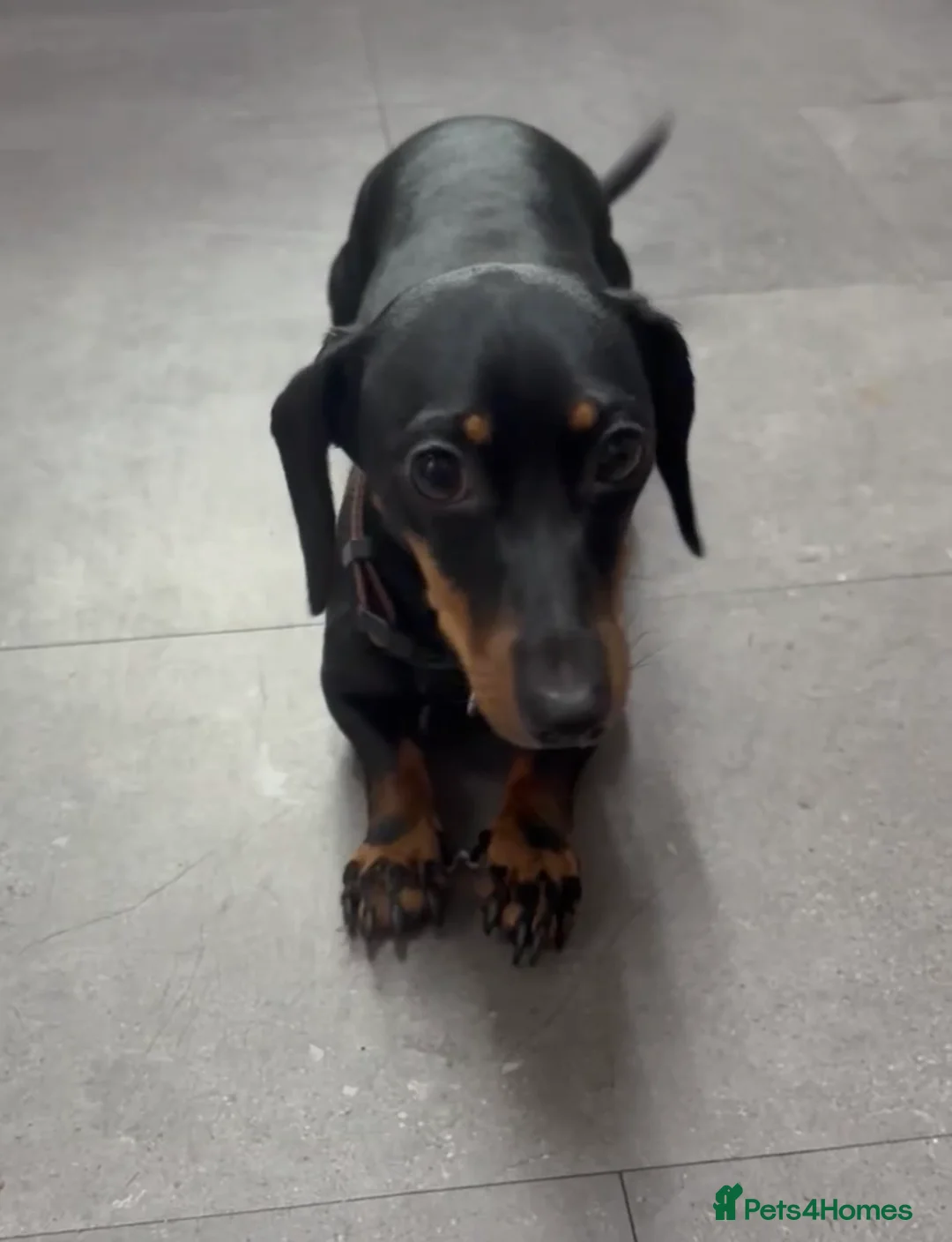 Jackshund dogs for sale: Beautiful 4.5 year old Dachshund x Jack in Cardiff - Advert 1