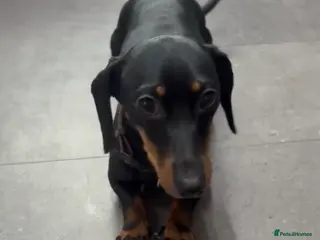 Jackshund dogs Beautiful 4.5 year old Dachshund x Jack - Advert 2