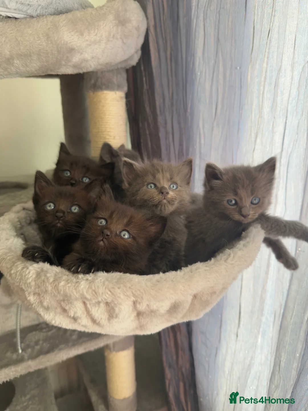 Mixed Breed cats for sale: Ragdoll & British shorthair mix kittens  - Advert 1