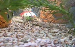 Cichlids fish for sale: Ocellated Kribensis Fry - Image 2