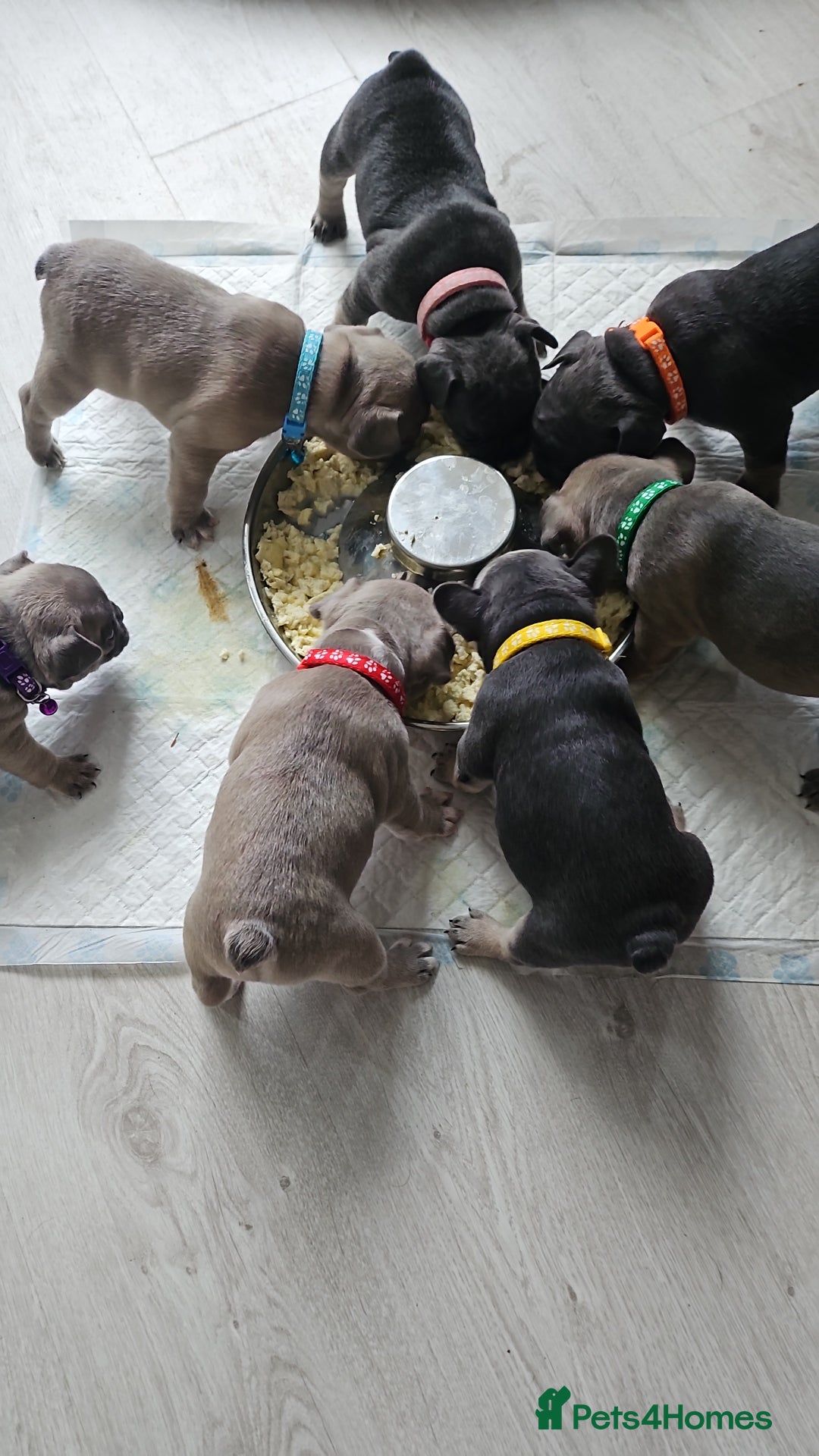 French Bulldog dogs for sale: KC REGISTERED BLUE & TAN FRENCHIES BOYS & GIRLS - Image 6