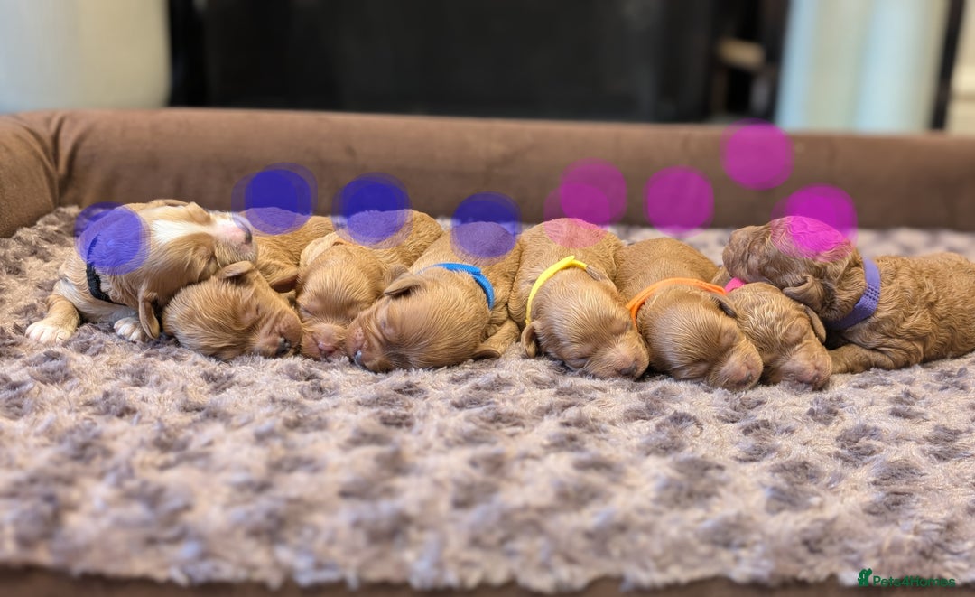 Cavapoo dogs for sale: F1b  adorable cavapoo puppies - Advert 4