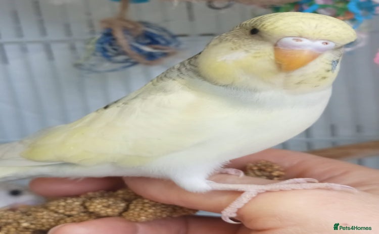 Budgerigars birds - Advert 1