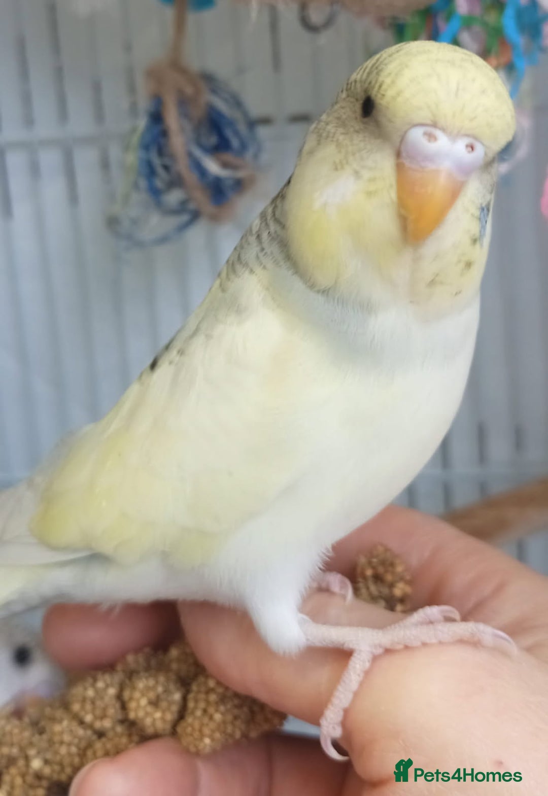 Budgerigars birds for sale: Superb home bred beautifully coloured baby budgies - Image 1