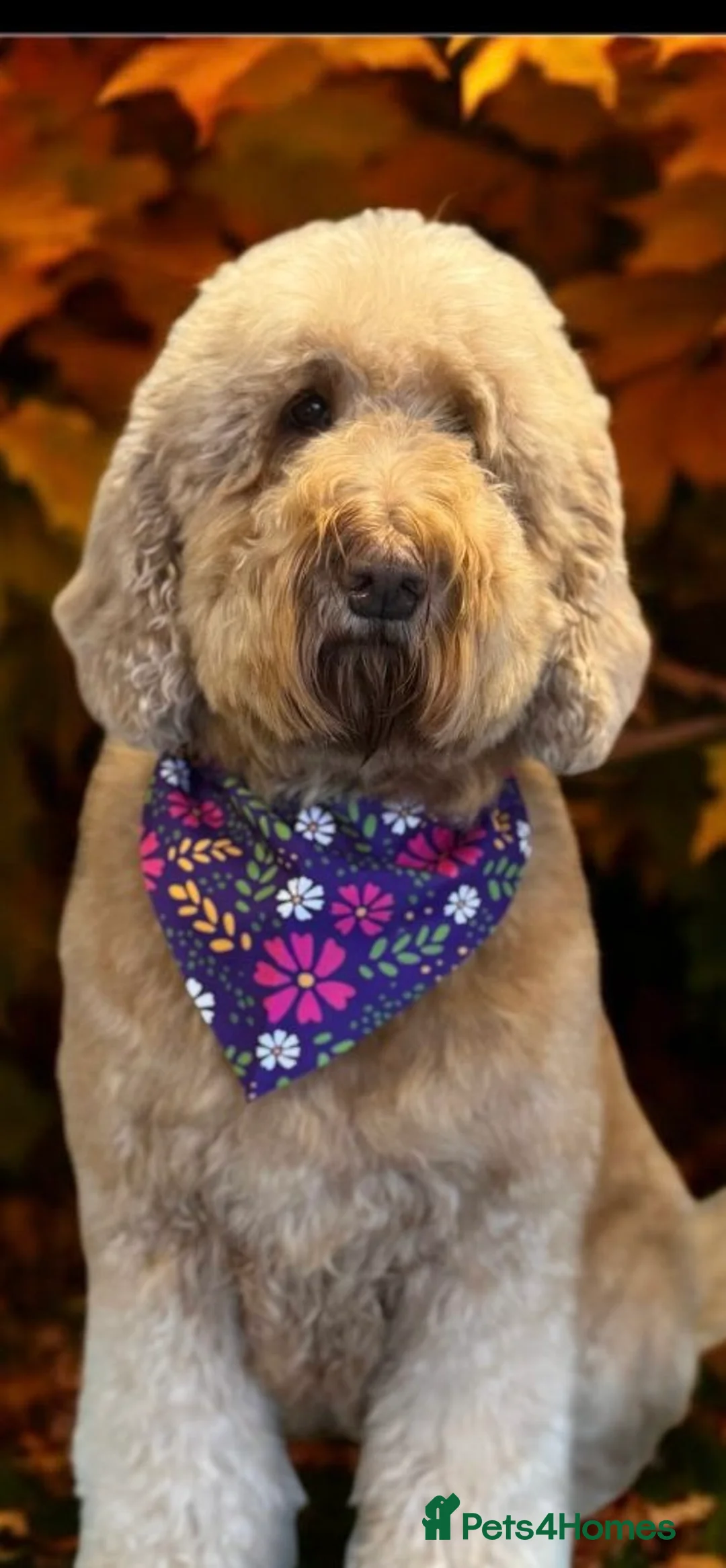 Goldendoodle dogs for sale: Multigenerational Doodles Licensed Waiting List  - Advert 39