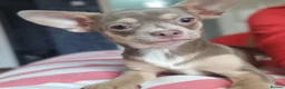 Chihuahua dogs for sale: 9 month old chihuahua bitch  - Advert 3