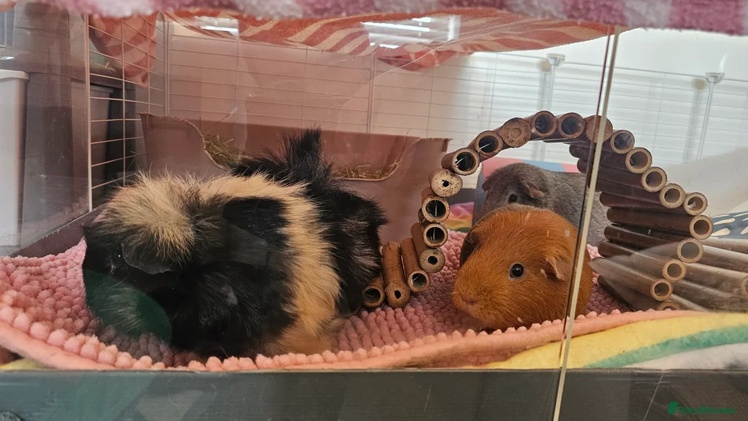 Guinea Pig rodents for sale: 3x female guinea pigs with complete setup  - Advert 3