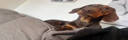 Miniature Dachshund dogs for stud: The handsome Chester  - Advert 1