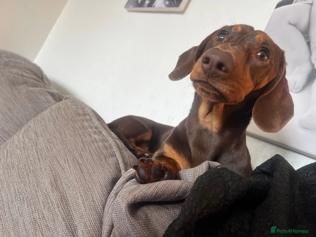 Miniature Dachshund dogs for stud: The handsome Chester  - Advert 1