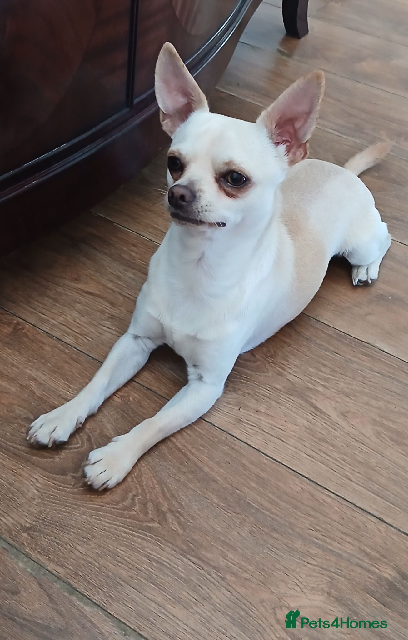 Chihuahua dogs Chihuahua Boy - Advert 2