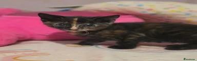 Tortoiseshell 4