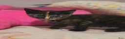 Mixed Breed cats for sale: Beautiful kittens  - Advert 16