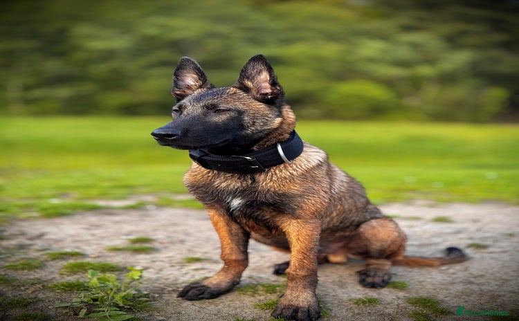 Belgian Shepherd Dog dogs - Advert 6