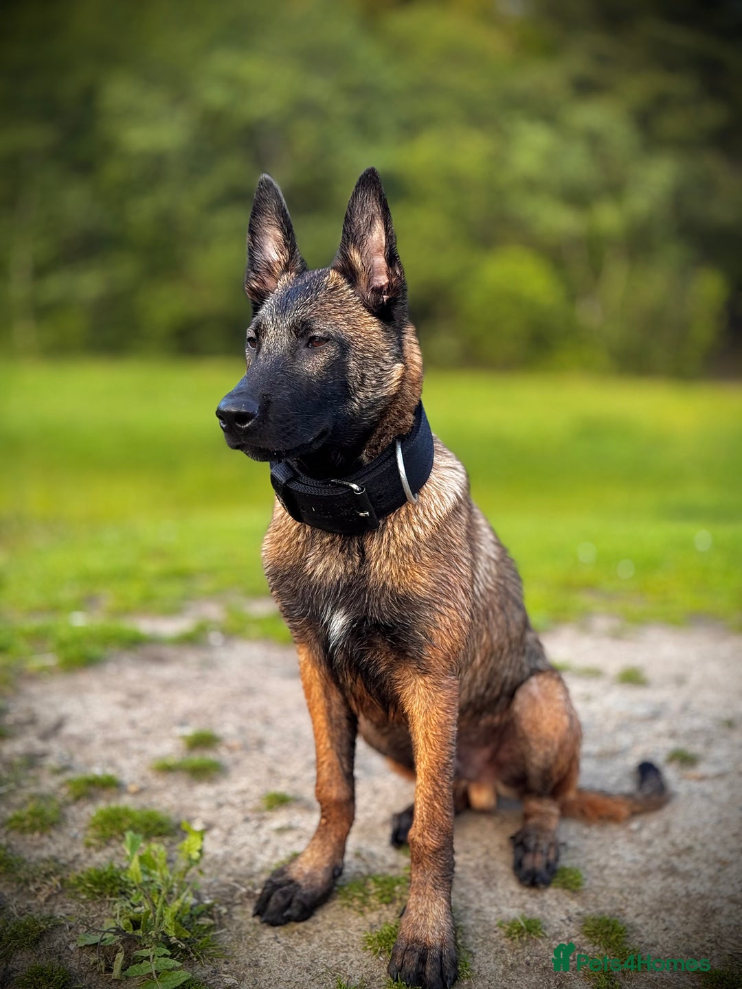 Belgian Shepherd Dog dogs for sale: 7 month old malinois/dutch herder  - Image 1