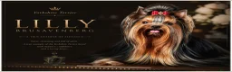 Yorkshire Terrier dogs for sale: READY NOW FULLY VACCINATED MINIATURE YORKIE KC DNA - Advert 1