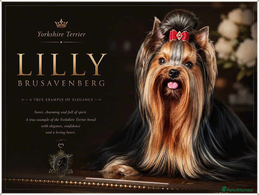 Yorkshire Terrier dogs for sale: READY NOW FULLY VACCINATED MINIATURE YORKIE KC DNA - Advert 1
