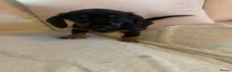 Dachshund dogs for sale: 5 dachund puppies for sale 2 boys 3 girls - Advert 22