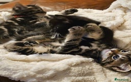 Mixed Breed cats for sale: Friendly Kittens. - Image 6