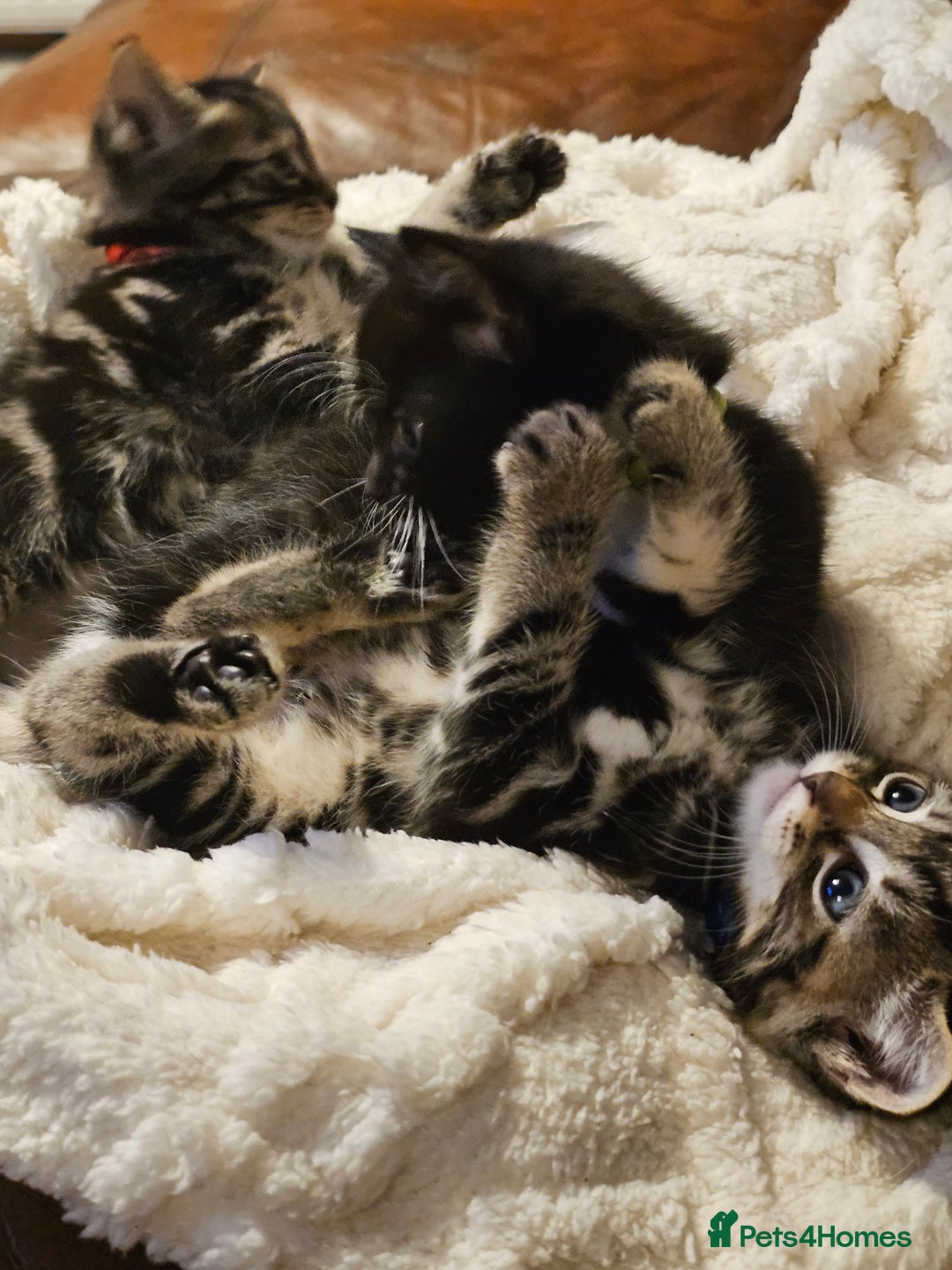 Mixed Breed cats for sale: Friendly Kittens. - Image 6