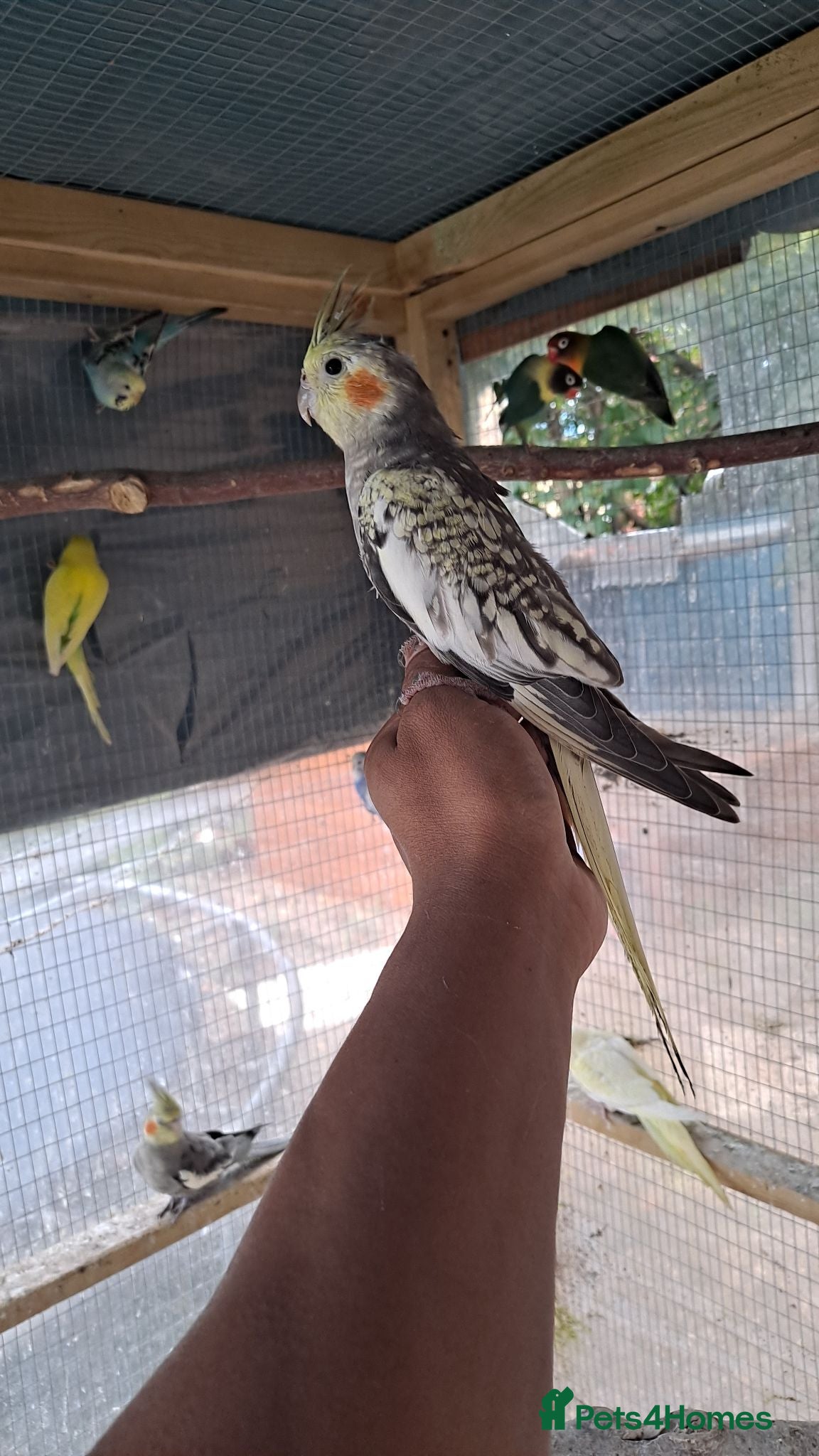 Cockatiels birds Hand tamed friendly baby cockatiels for sale - Advert 7