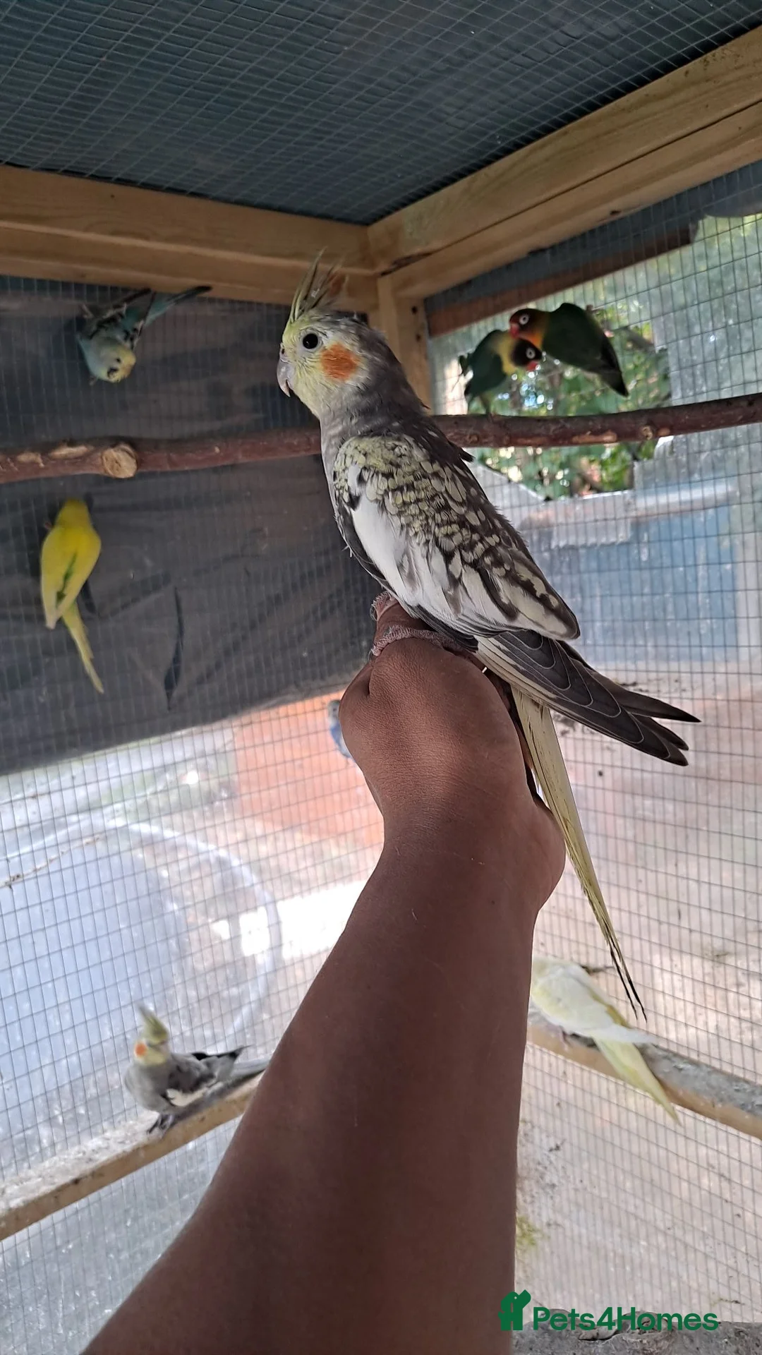 Cockatiels birds for sale: Hand tamed friendly baby cockatiels for sale - Advert 2