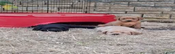 Labrador Retriever dogs for sale: KC registered Labrador puppies - Advert 5