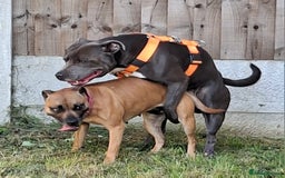 Staffordshire Bull Terrier dogs for sale: Staffy pups ready 26th august 2 brindle 3 blue - Image 7