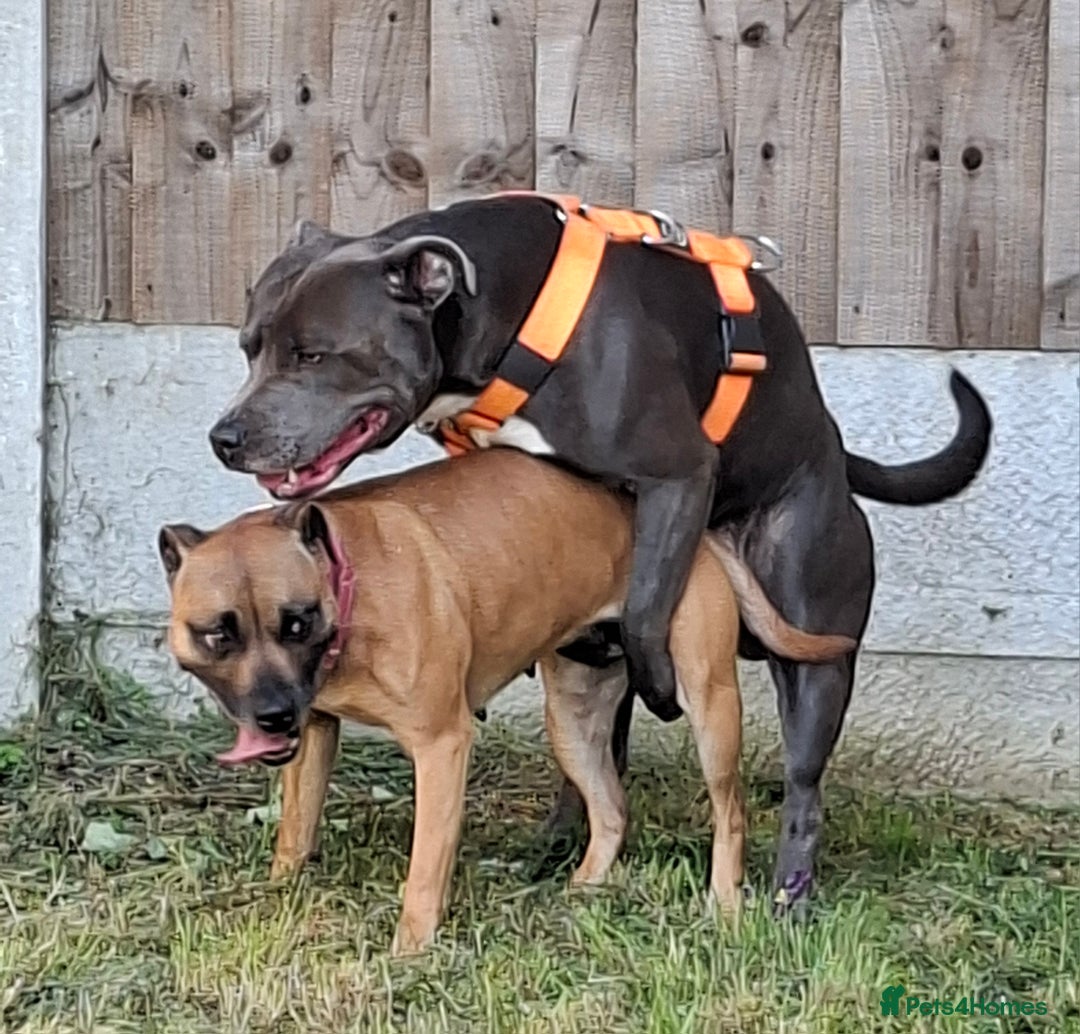 Staffordshire Bull Terrier dogs for sale: Staffy pups ready 26th august 2 brindle 3 blue - Image 7