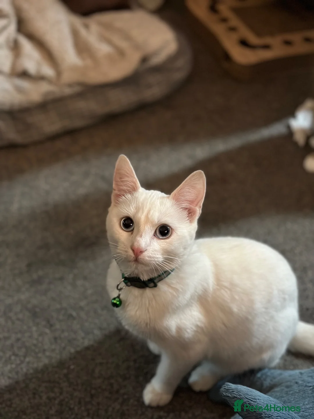 Mixed Breed cats for sale: Gorgeous Fluffy Kittens Looking for Forever Homes - Advert 2