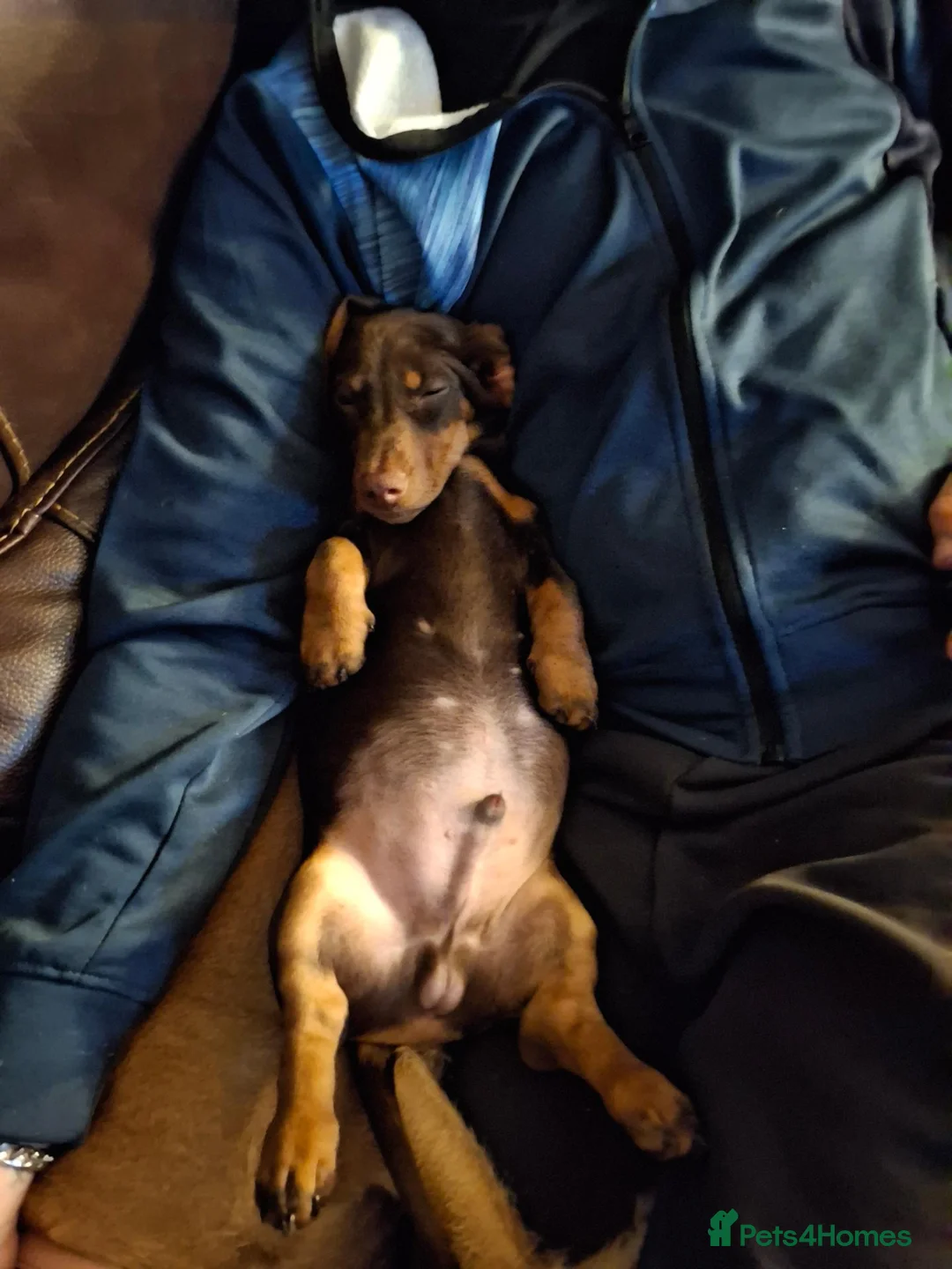 Miniature Dachshund dogs for sale: Miniature dashound  - Advert 2