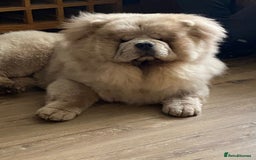 Chow Chow dogs for stud: outstanding chow chow stud in Wednesbury - Image 7