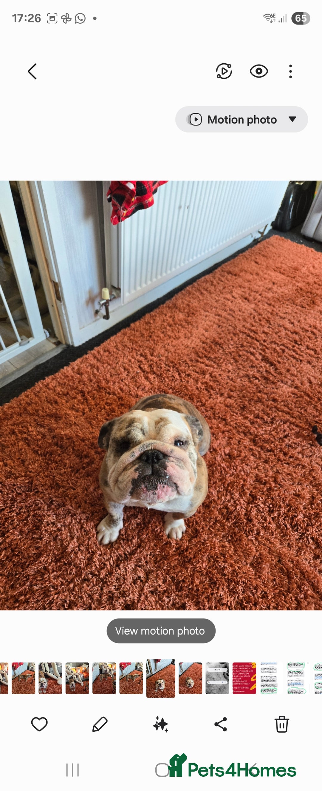 English Bulldog dogs for sale: British bull dog - Image 4