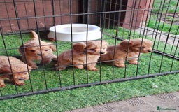 Cavapoo dogs for sale: Adorable F1 Cavapoo puppies  - Advert 13