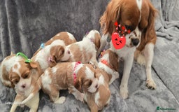 Cavalier King Charles Spaniel dogs for sale: 🐶 KC Cavalier King Charles Spaniel Puppies 🐶 - Image 19