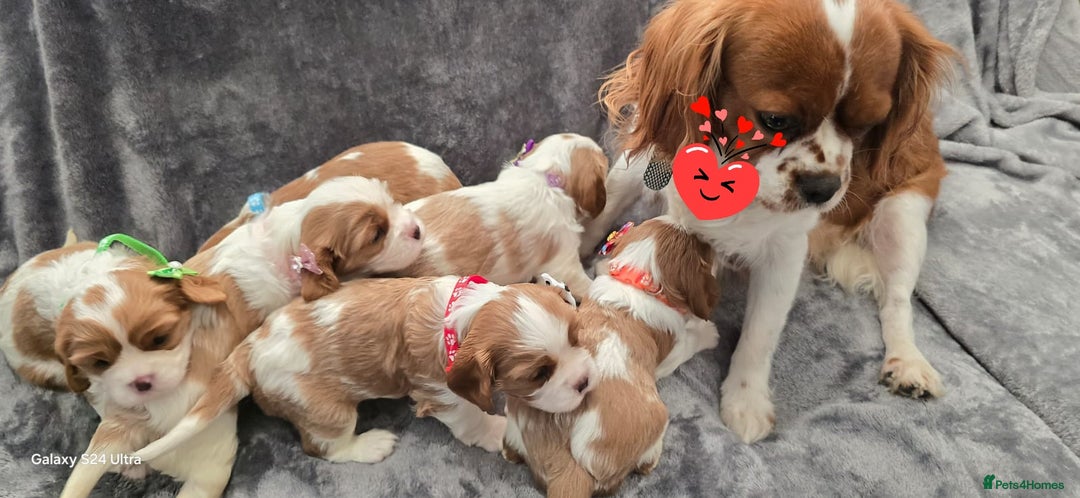 Cavalier King Charles Spaniel dogs for sale: 🐶 KC Cavalier King Charles Spaniel Puppies 🐶 - Image 19