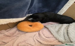 Cocker Spaniel dogs for sale: Working cocker Spaniel puppies KC registered  - Image 15