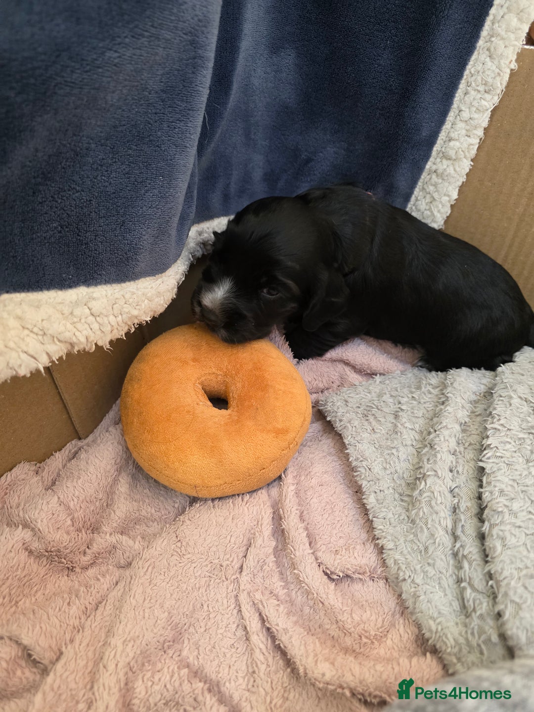 Cocker Spaniel dogs for sale: Working cocker Spaniel puppies KC registered  - Image 15