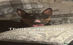 English Bull Terrier dogs for sale: English bull terrier  - Image 2