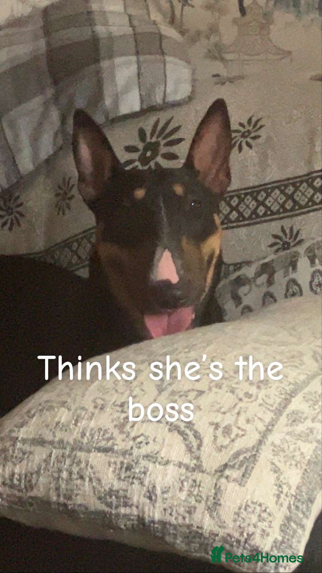 English Bull Terrier dogs for sale: English bull terrier  - Image 2