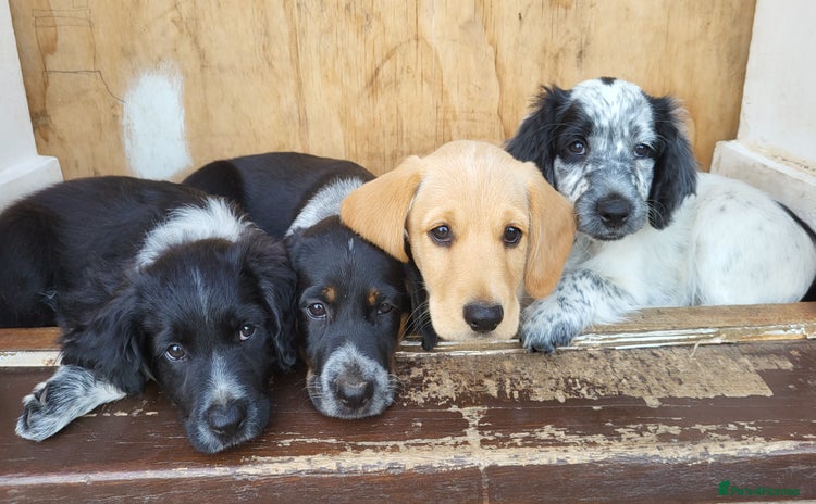 Mixed Breed dogs - Advert 3