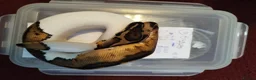 Python Snake reptiles for sale: Cb royal pythons  - Advert 2