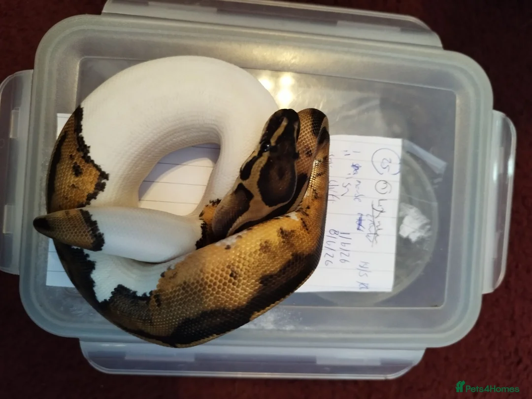 Python Snake reptiles for sale: Cb royal pythons  - Advert 2