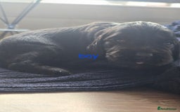 Cocker Spaniel dogs for sale: Cocker spaniel puppies 🐶  - Image 25
