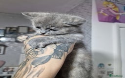 Mixed Breed cats for sale: Bsh cross maine coon - Image 4