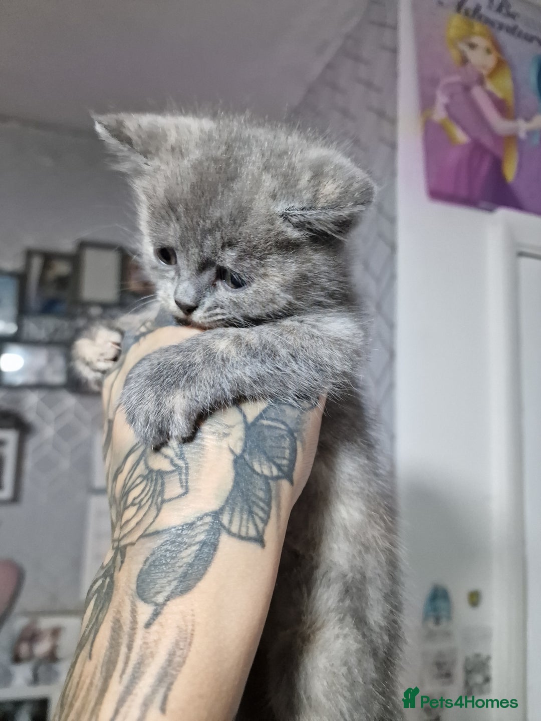Mixed Breed cats for sale: Bsh cross maine coon - Image 4