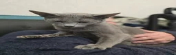 Russian Blue cats for sale: Champion Sired Russian Blue Kittens - Advert 7