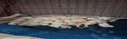 Snowshoe cats for sale: Rare Snowshoe Kittens  - Advert 24